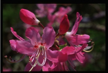 Azalea blooms. They are pink with long stamens sticking out.