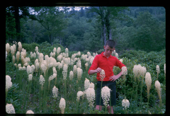 Boy in a flower field. He is knelt down to examine the flower and is wearing a red shirt. The flowers are white and have bushy blooms.
