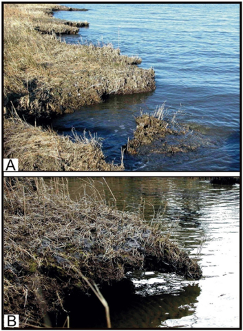 Images of eroding marsh platforms