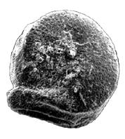 Magnified goosefoot seed from an archaeological site, ca. AD 300