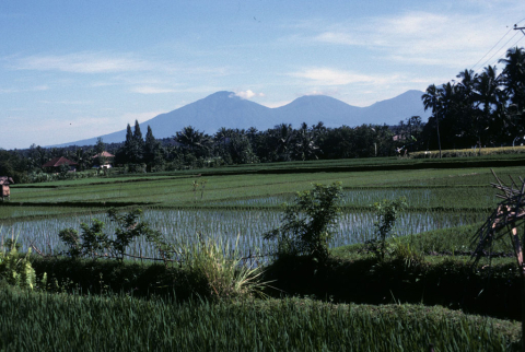 Wet-rice fields with mountains in background
