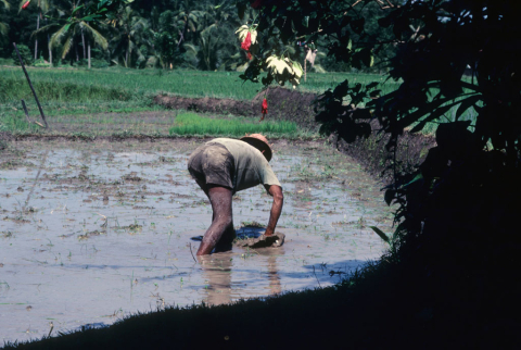 Day 1 - weed hoed field July '86