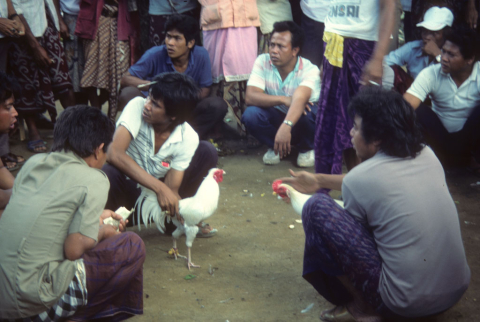 Men in a circle take bets before a cock fight