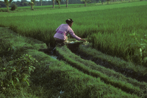 Woman in lavender jacket places offerings at edge of green rice field