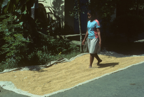 Young woman walks barefoot through unhusked rice drying in sun on mat