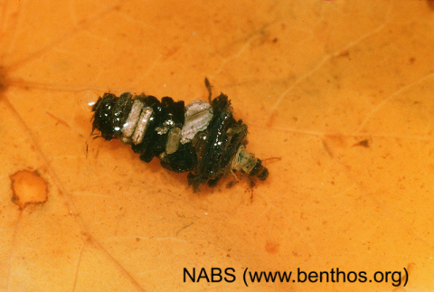 More Caddisfly larva