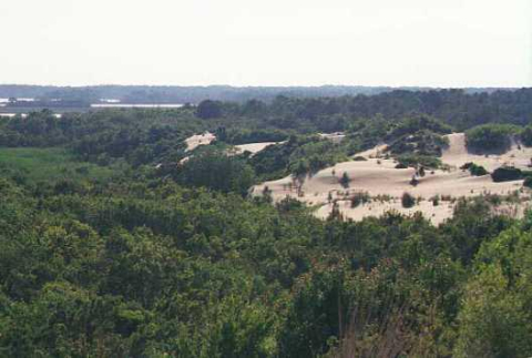 Sand migration-Run Hill Dune into neighboring Nags Head Forest
