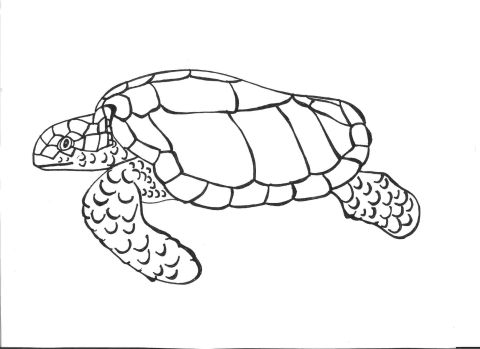 Sea turtle drawing: step 9 of 9