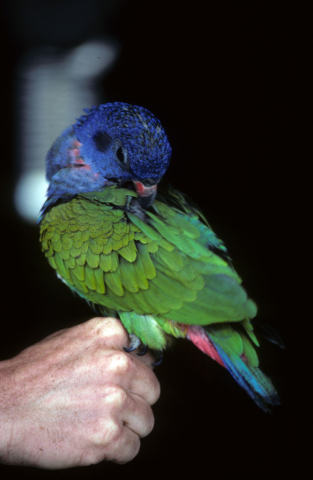 Multi-colored Ecuadorian parrot