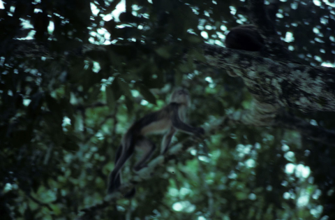 Monkey in a tree at Misahualli, Ecuador