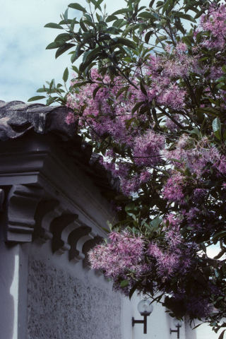 Purple flowers in Riobamba, Ecuador