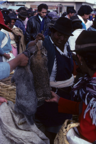 Two rabbits for sale in Saquisilí, Ecuador