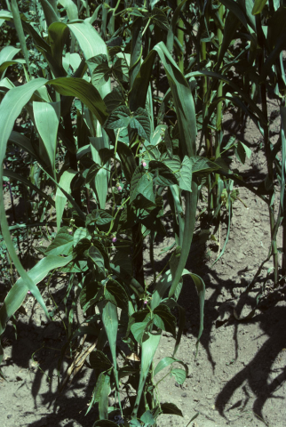 Corn and beans growing near Otavalo, Ecuador