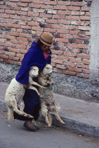 Carrying two sheep to market in Riobamba, Ecuador