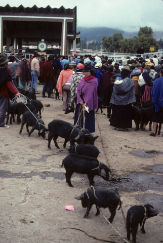 Livestock market in Riobamba, Ecuador