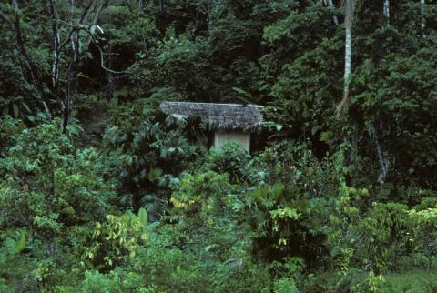 Thatched-roof hut in the rainforest