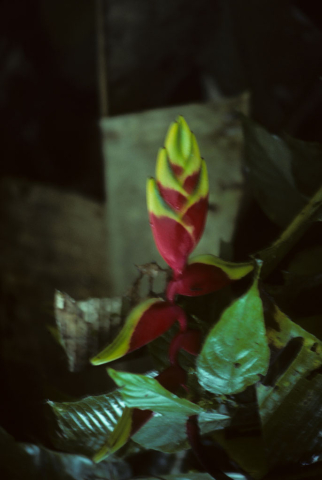 Red and yellow flower from Misahualli, Ecuador 