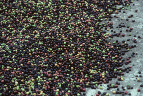 Coffee drying in Misahualli, Ecuador