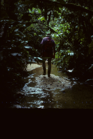 Walking along a jungle stream near Misahualli, Ecuador