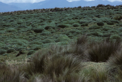 Grass-covered hillside south of Riobamba, Ecuador