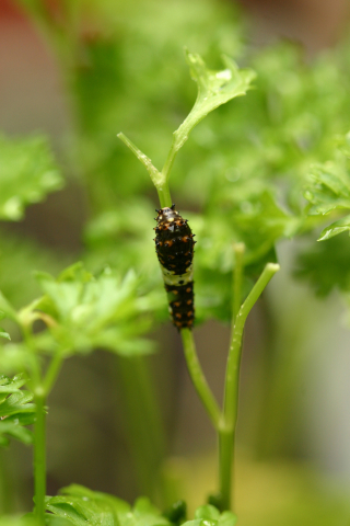 Eastern black swallowtail butterfly: First larval instar