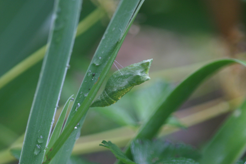 Eastern black swallowtail butterfly: Chrysalis