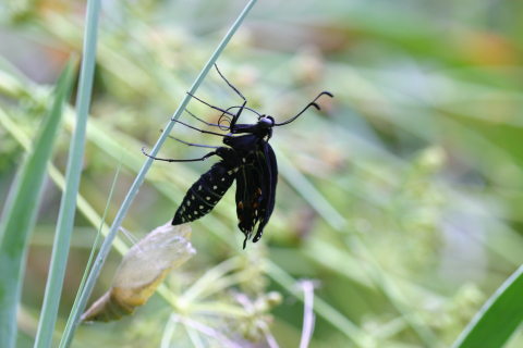 Eastern black swallowtail butterfly: Emerging from chrysalis