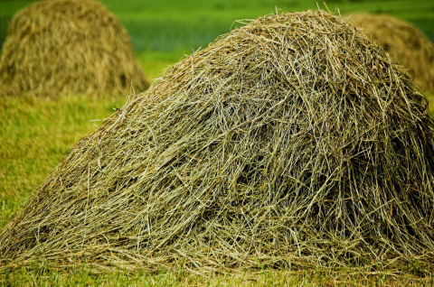 Hay