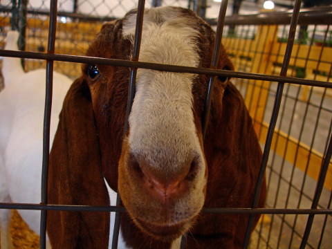 Goat at the North Carolina State Fair