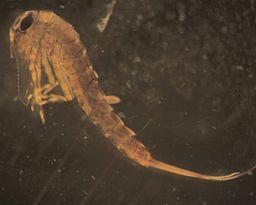 A Mayfly Nymph