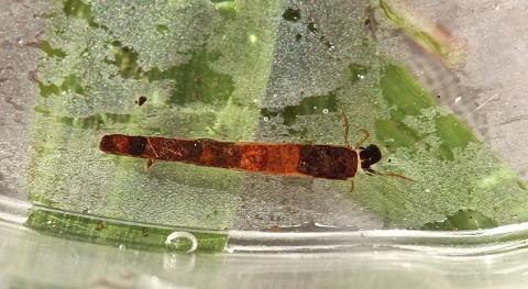 A Caddisfly Larva
