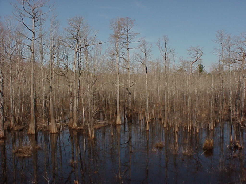 Cypress gum swamps