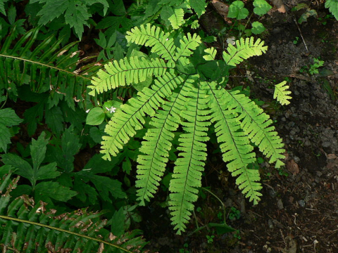 Maidenhair