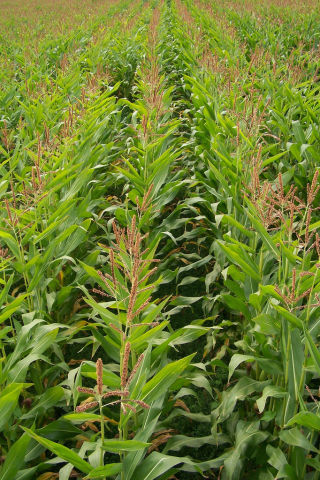 A field of maize