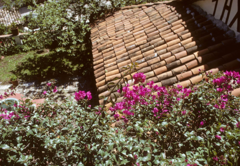 Bouganvilla flowers in Taxco, Mexico