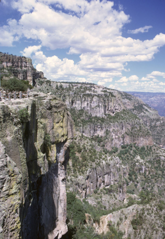 Tree-covered canyon wall in Mexico