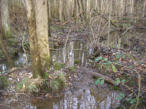 Natural stream 1 of 4