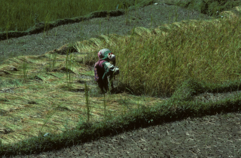 Cutting rice stalks