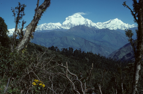Dhaulagiri Mountain seen from Ghorepani, Nepal