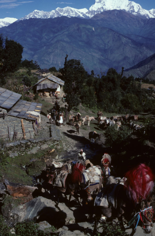 Donkeys resting along a mountain trail