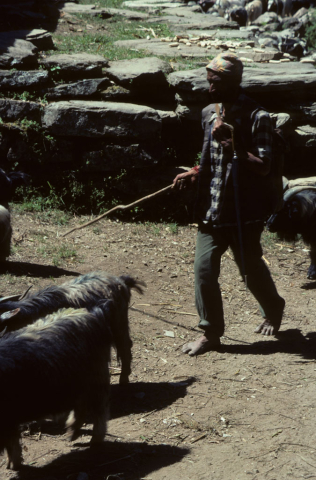 Goats heading to market