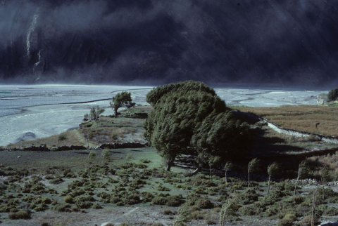 Wind-blown trees on the banks of the Kali Gandaki