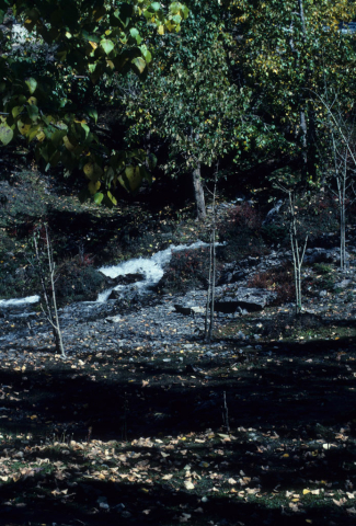 Spring and trees near the temple at Muktinath