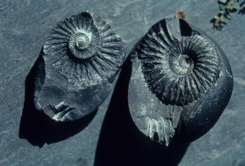 Amonite fossils, or Shaligrams