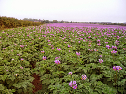 Potato field in bloom