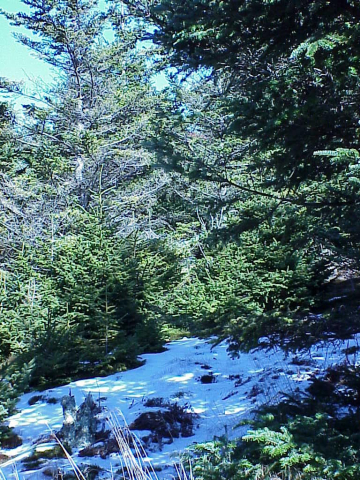 Snow in interior of forest