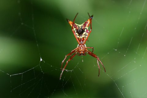 Spiders and monarchs and bees, oh my!