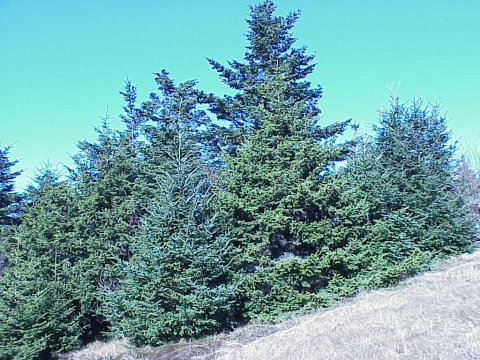 Immature spruce and fir on Round Knob