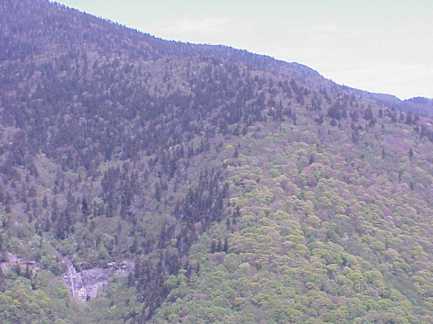 Transition-Northern Hardwoods to Spruce-fir Forest