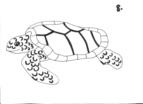 Sea turtle drawing: step 8 of 9